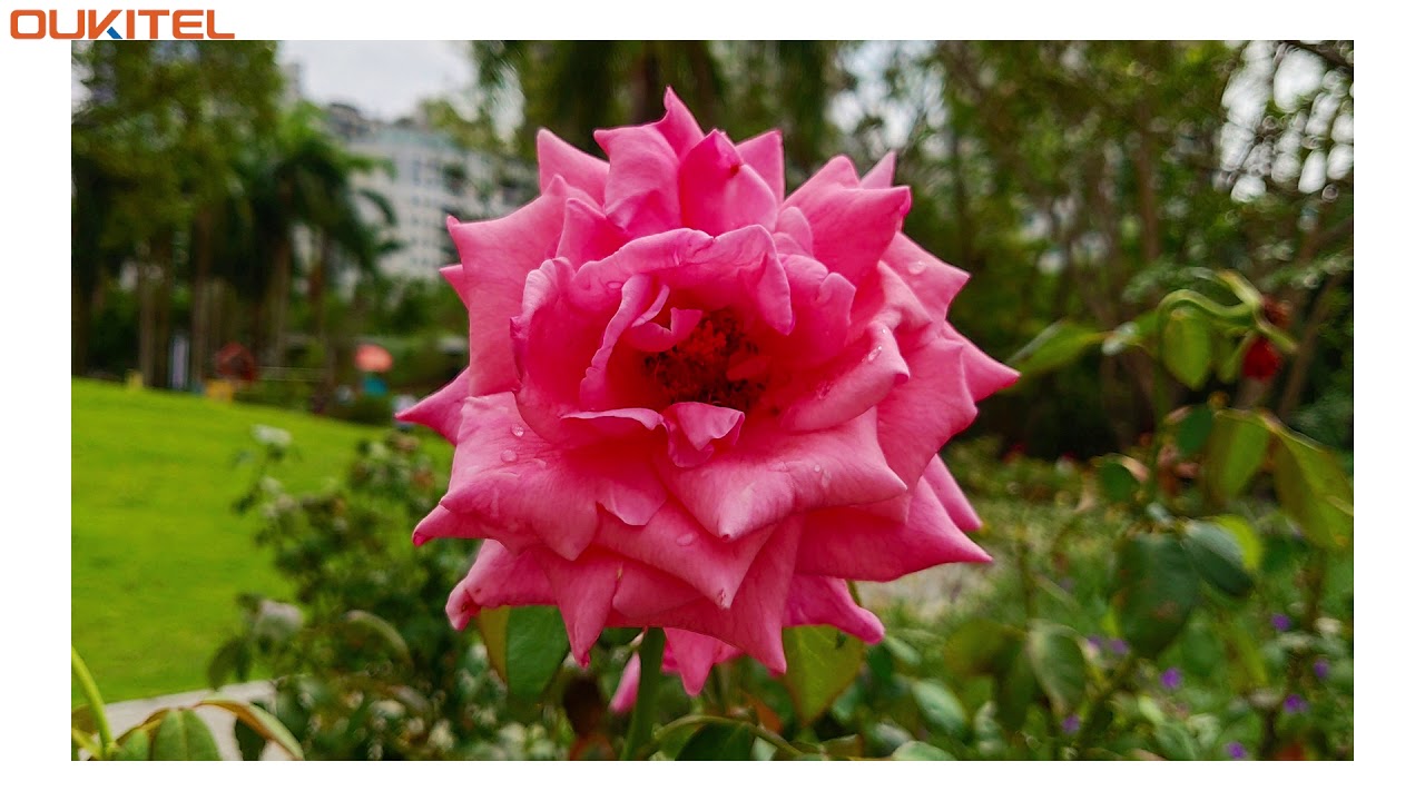 OUKITEL U23 Photography