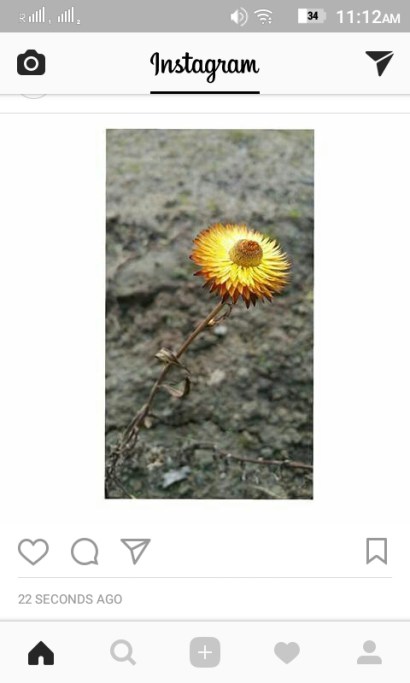 instagram-white-border