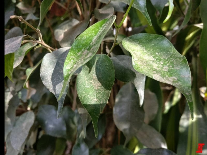 OnePlus-5-leaked-camera-sample-1-800x600