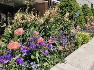 foto de la cámara del OnePlus 6