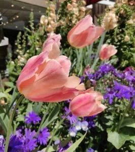 foto de la cámara del OnePlus 6